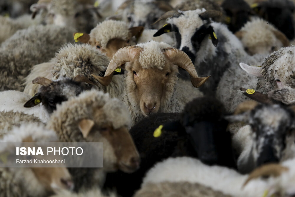 تصاویری از ورود گوسفندان زنده به کشور